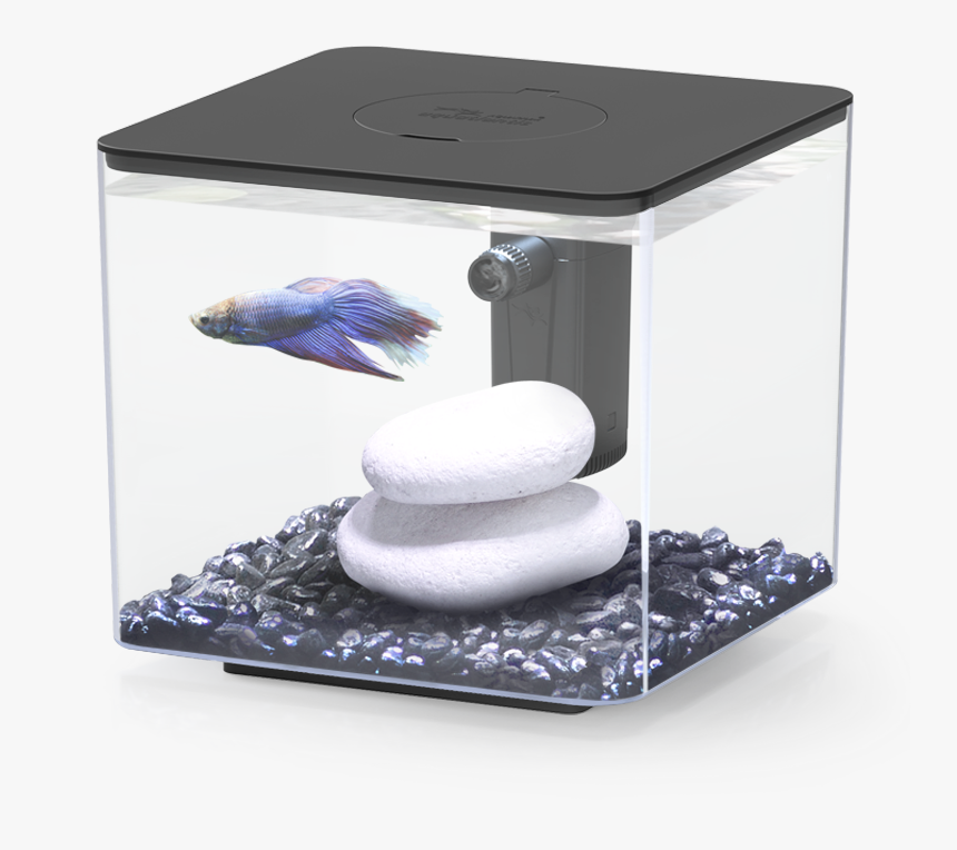 My Betta - My Betta Aquatlantis, HD Png Download, Free Download