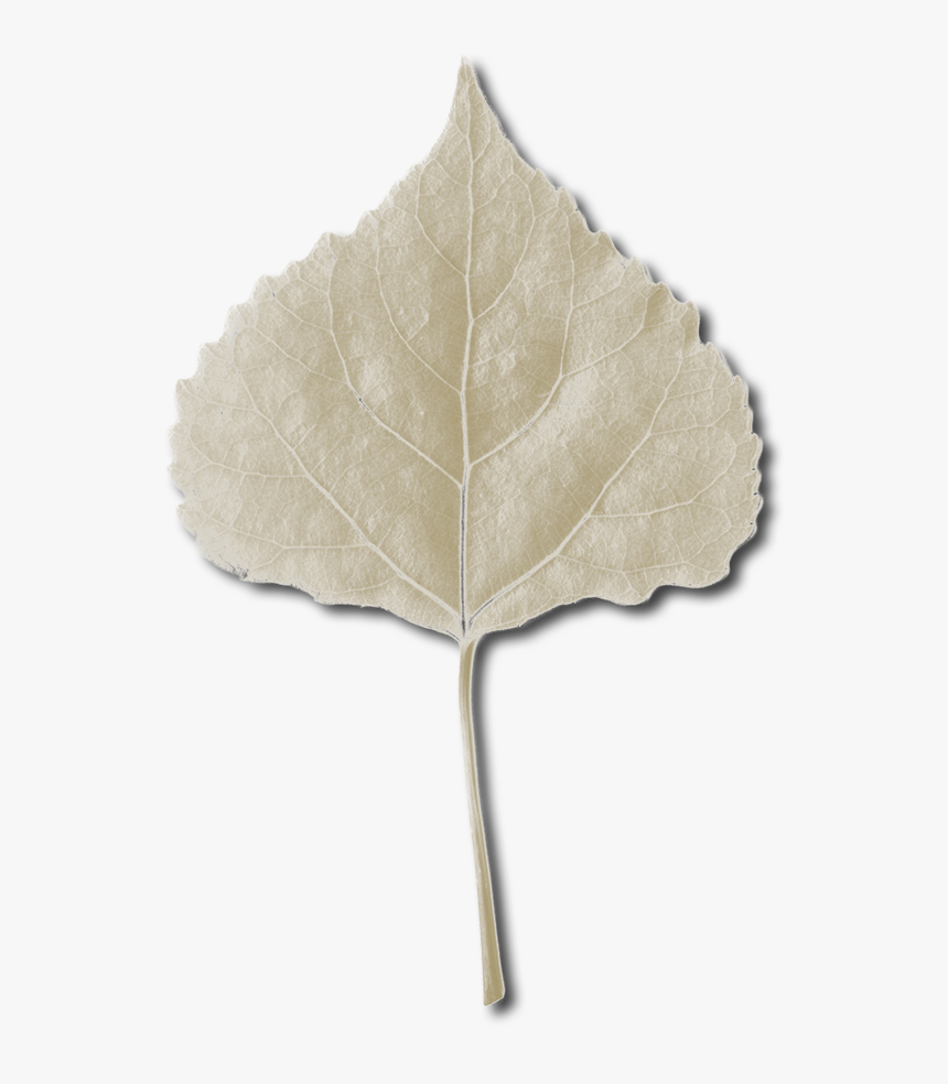 Maple Leaf, HD Png Download, Free Download