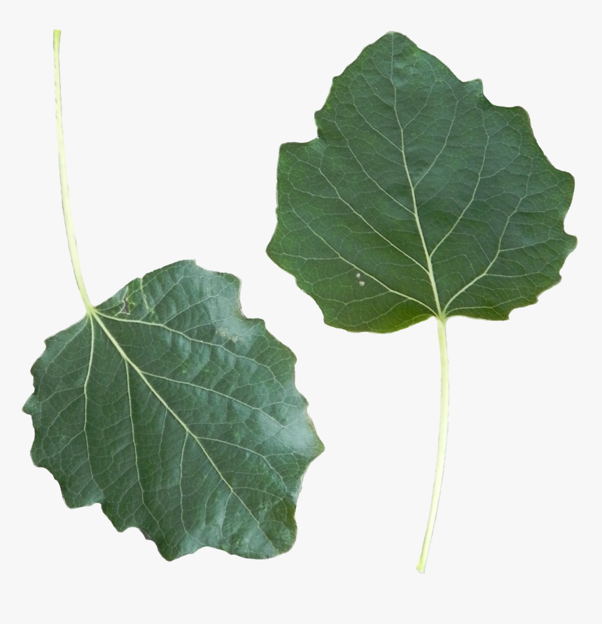 Transparent Aspen Tree Png - Leaf Png Wikimedia Commons, Png Download, Free Download