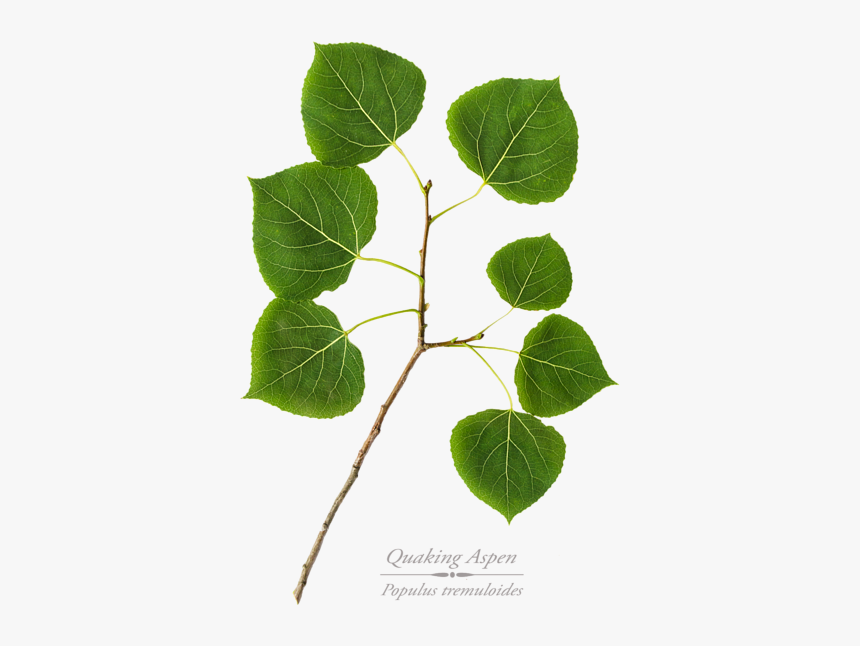Aspen Tree Leaf Png, Transparent Png, Free Download