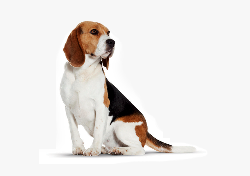 Images In Collection Page - Little Dog Png, Transparent Png, Free Download