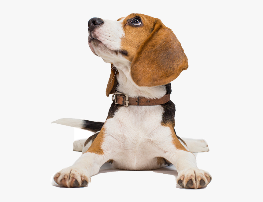 Give Them The Customized Care They Deserve - Beagle Transparent Png Hd, Png Download, Free Download