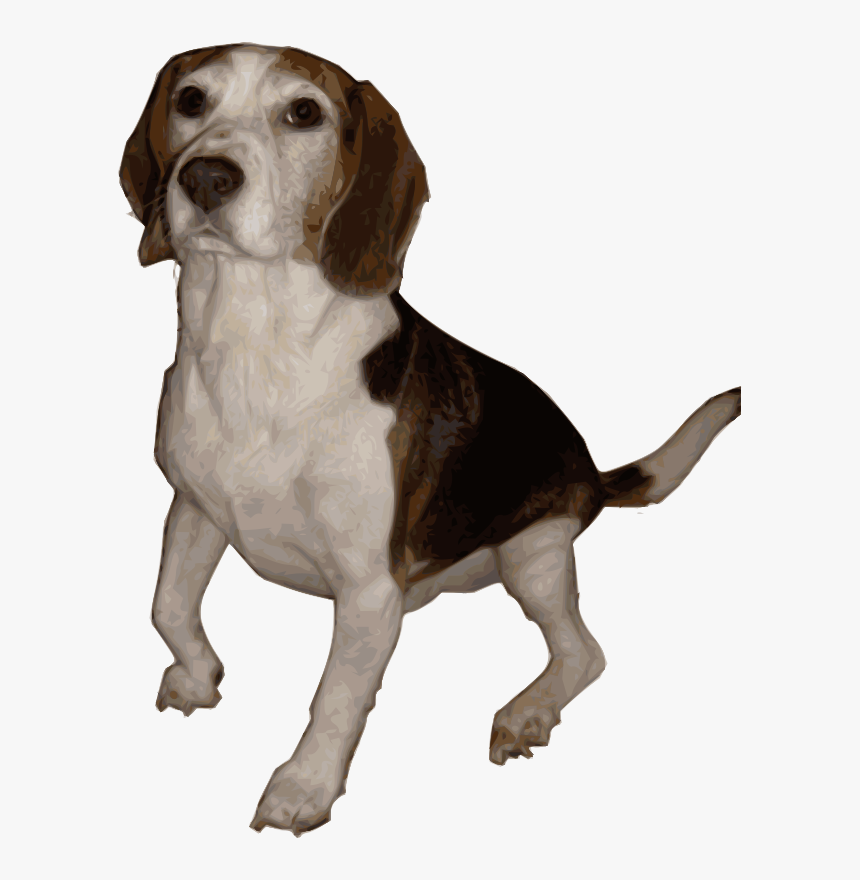 Beagle, Dog, Animal, Bred, Breed, Canine, Hunting - Perros De Caza Png, Transparent Png, Free Download