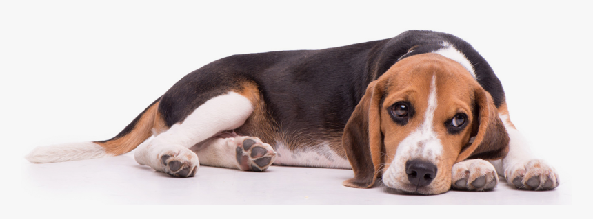 Transparent Beagle Png - Transparent Beagle, Png Download, Free Download