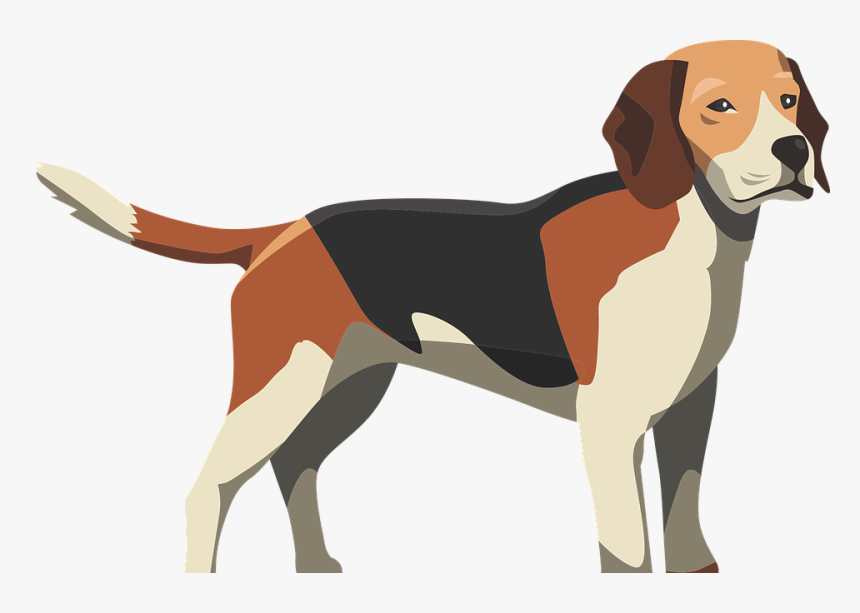 My Beautiful Beagle - Dog Anatomy Funny, HD Png Download, Free Download