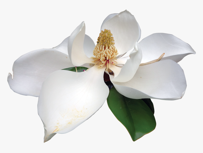 Magnolia White Magnolia White Flower Png- - Magnolia Flower Transparent Background, Png Download, Free Download