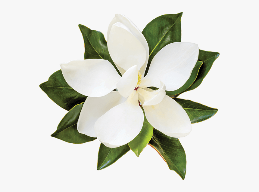 Flower,flowering Family,gardenia - Transparent Magnolia Flower, HD Png Download, Free Download