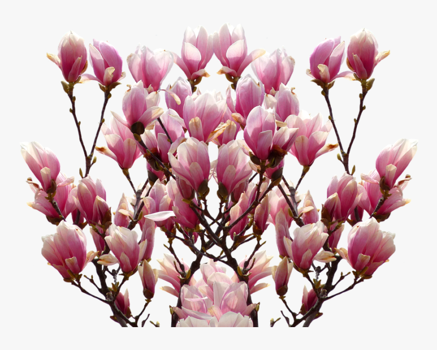 Magnolia, Spring, Nature, Blossom, Bloom, Pink, Bush - Magnolia Transparent, HD Png Download, Free Download