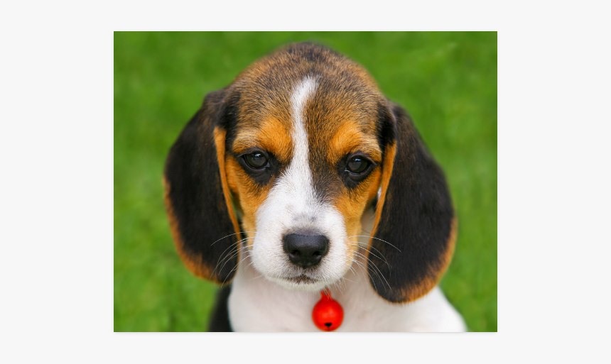 Beagle Welpe, HD Png Download, Free Download