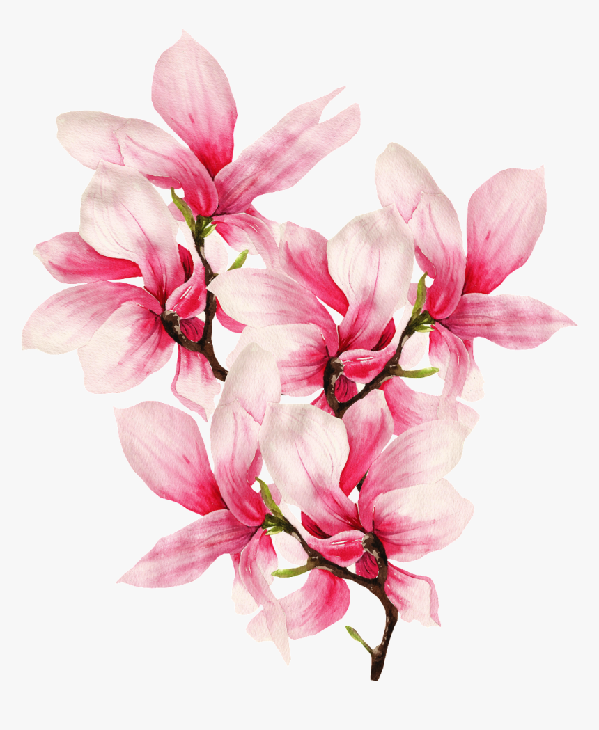 Transparent Magnolia Flower Png - Png Hand Painted Flower Drawing, Png Download, Free Download