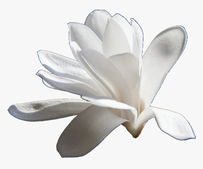 Magnolia - Magnolia Transparent, HD Png Download, Free Download