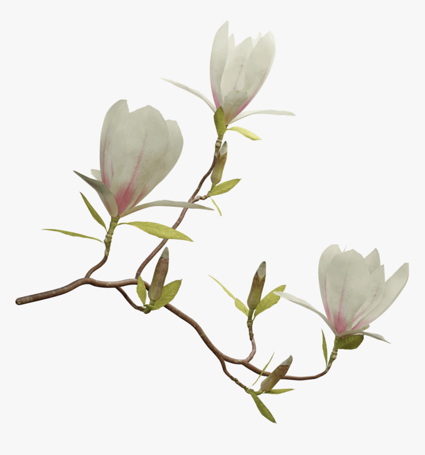 Magnolia Png , Png Download - Png Magnolia, Transparent Png, Free Download