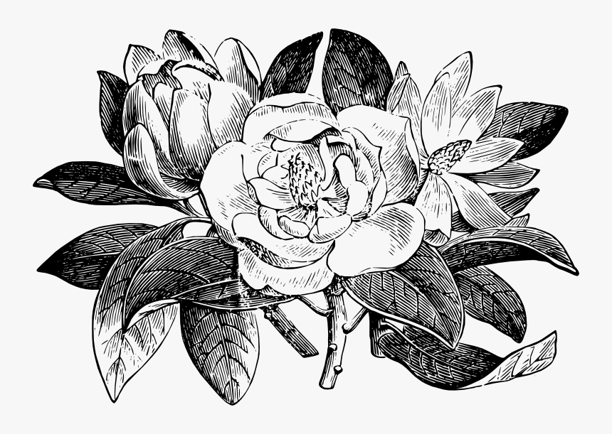 Magnolia Glauca From Semple Materia Medica - Magnolia Line Drawing Png, Transparent Png, Free Download