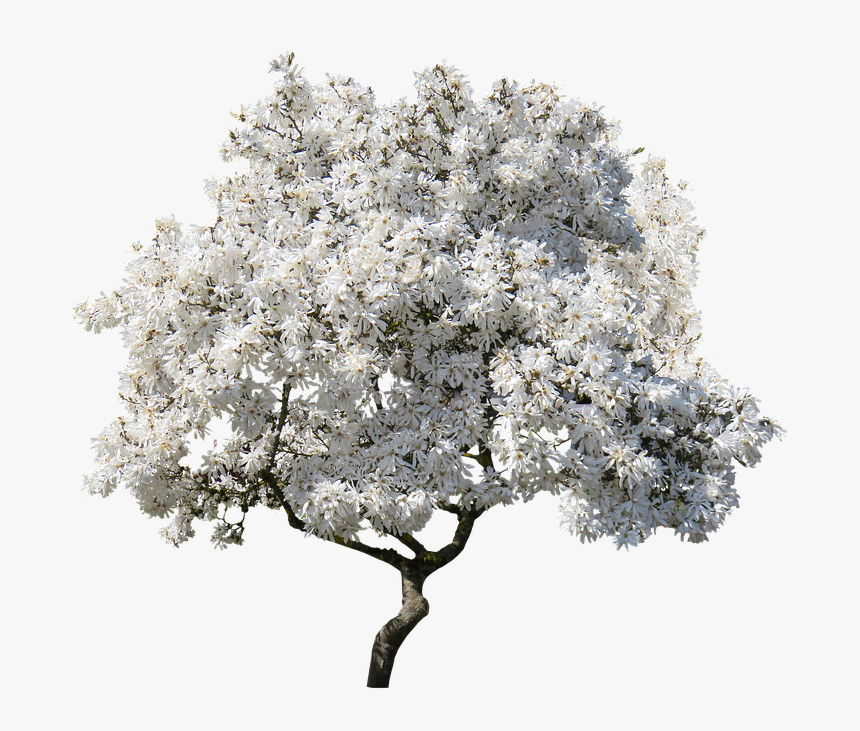 Tree, Magnolia, Spring, Blossom, Isolated, Nature, - Transparent Magnolia Tree Png, Png Download, Free Download