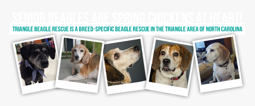 Beagle, HD Png Download, Free Download