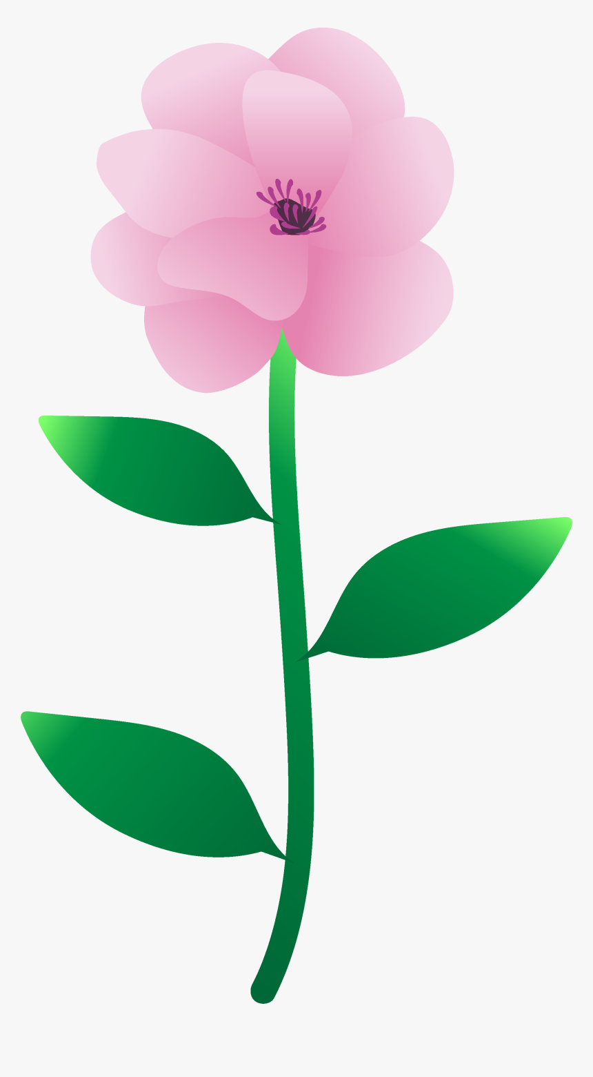 You Created A Magnolia - Common Peony, HD Png Download, Free Download