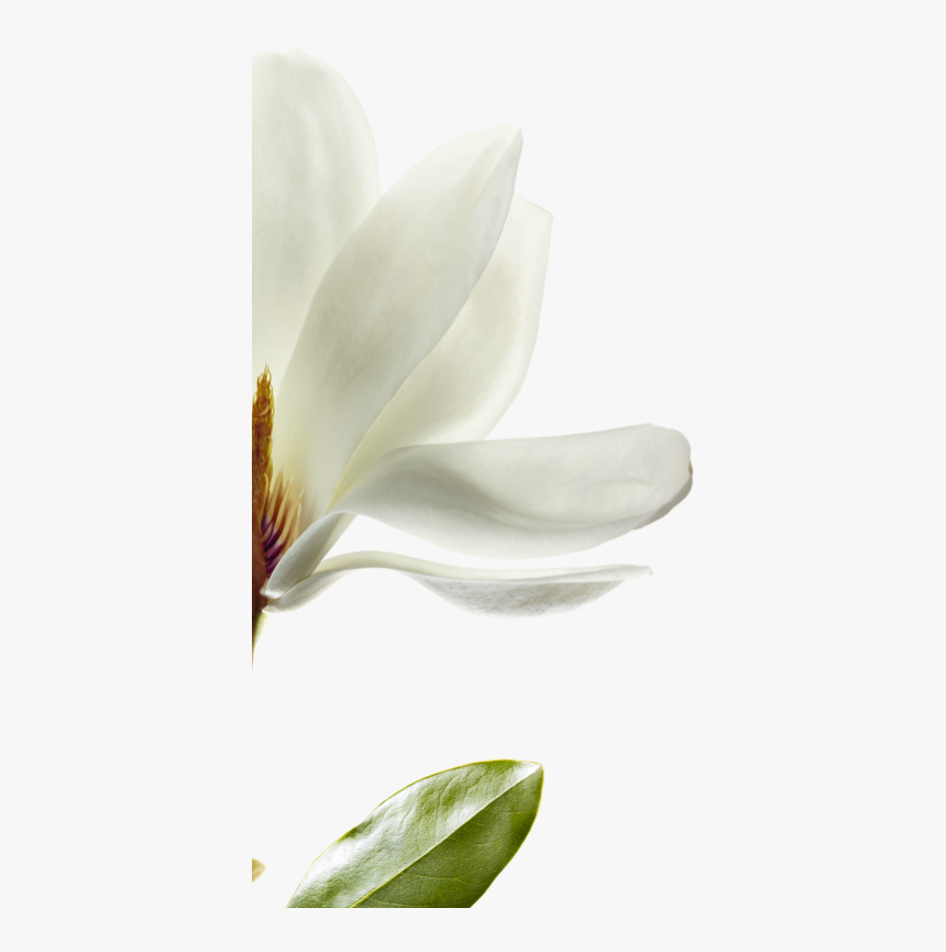 We Have Selected Magnolia That Is Native To Southwest - Magnolia, HD Png Download, Free Download