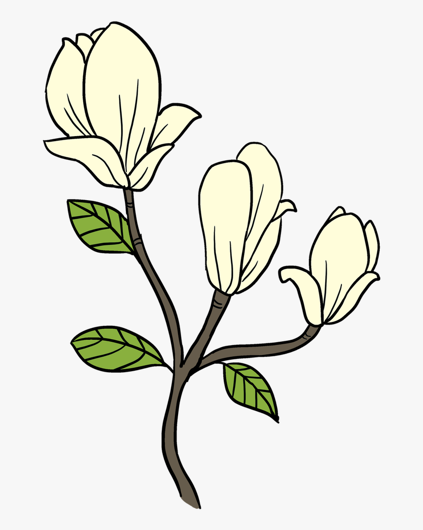 Magnolia Clipart Single - Magnolia Flower Drawing Easy, HD Png Download, Free Download