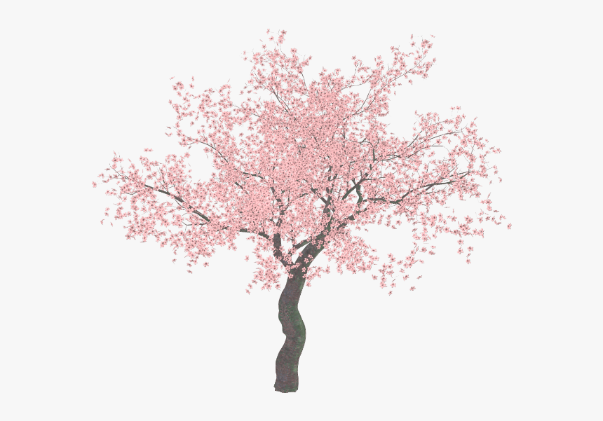Transparent Magnolia Png - Cherry Blossom Tree Png, Png Download, Free Download