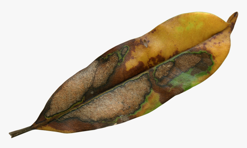 Dead Leaves Transparent Background, HD Png Download, Free Download