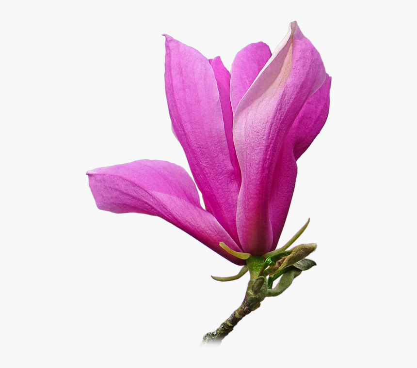 Chinese Magnolia, HD Png Download, Free Download