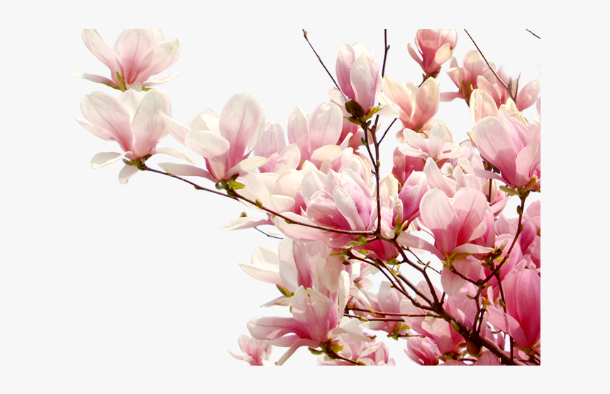 Cherry Blossoms Sakura Png, Transparent Png, Free Download