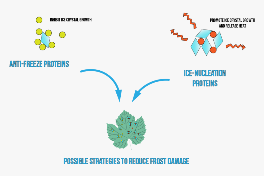 Ice Nucleation In Plants, HD Png Download, Free Download