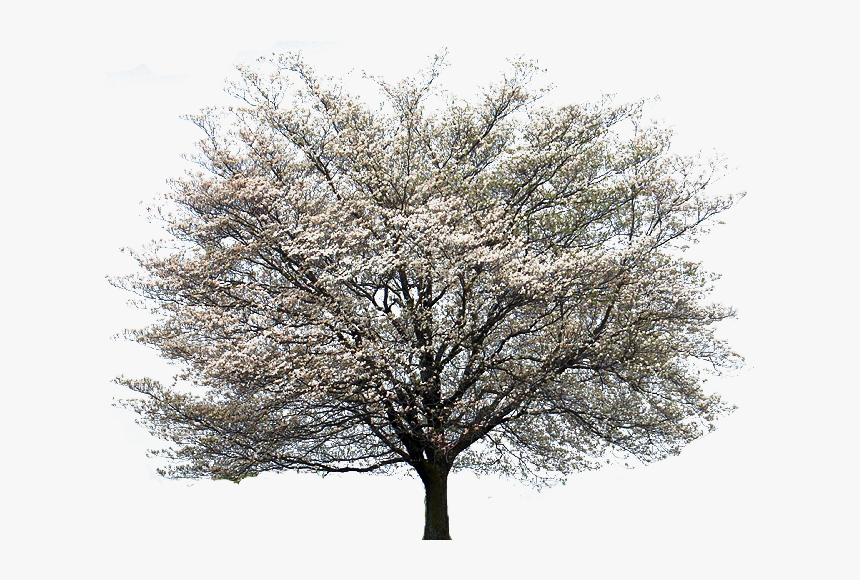 Magnolia Tree Png - Dogwood Tree White Background, Transparent Png, Free Download