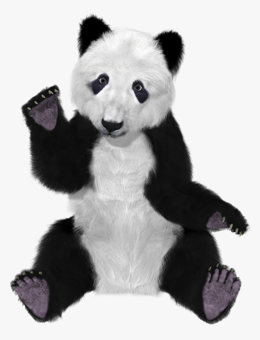 Furry Panda Bear , Png Download - Oso Panda Chino Png, Transparent Png, Free Download