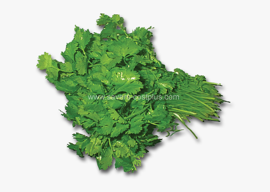 Parsley, HD Png Download, Free Download