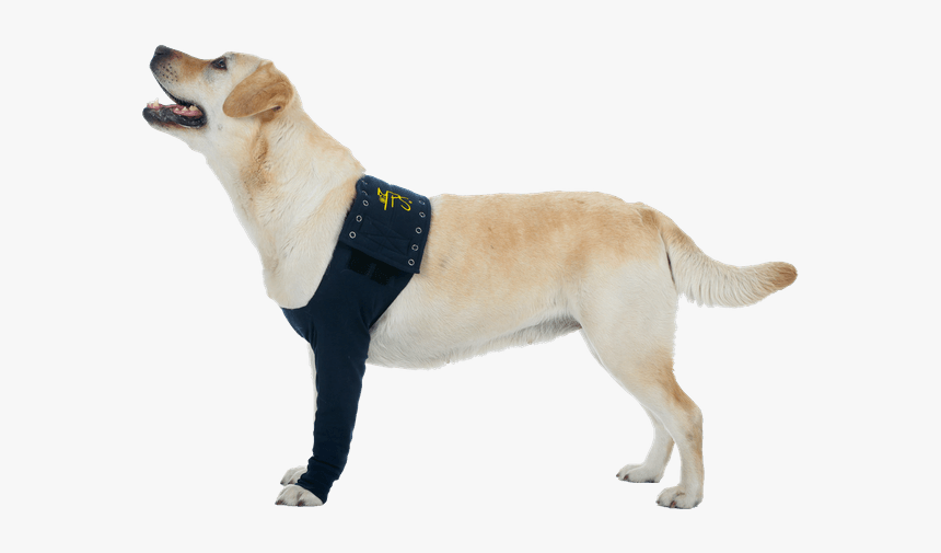 Medical Pet Shirt Sleeve, HD Png Download, Free Download