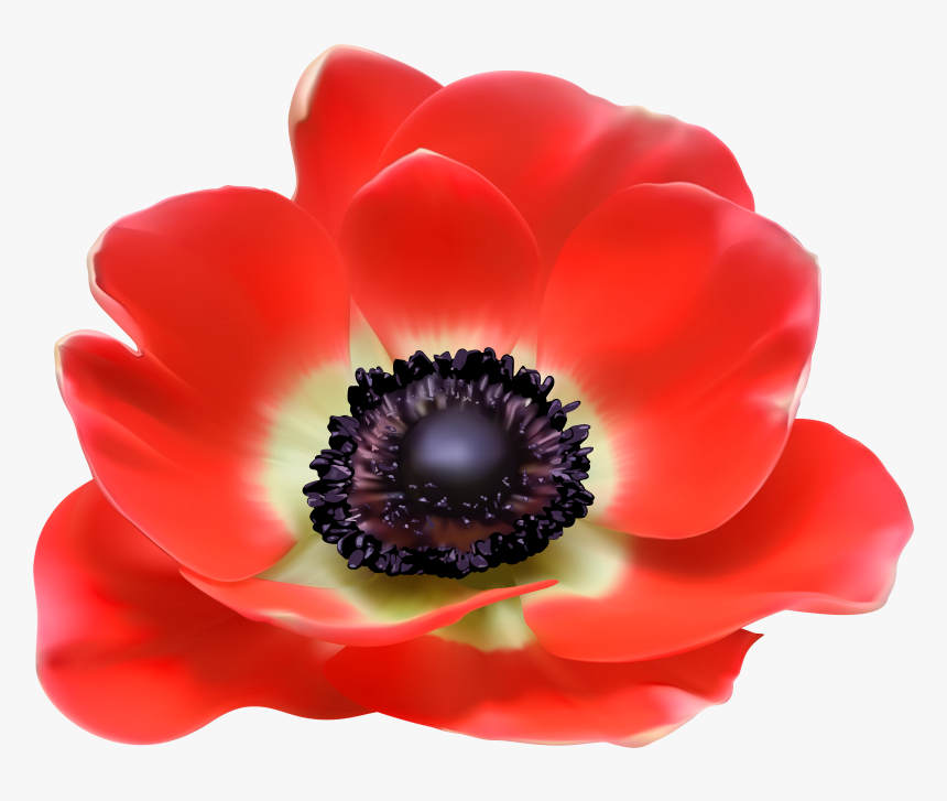 Free Clipart Poppy - Transparent Free Poppy Png, Png Download, Free Download