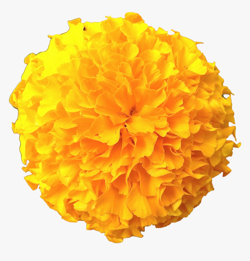 Marigold Flowers Png Pic Clipart Image - Transparent Marigold Flower Png, Png Download, Free Download