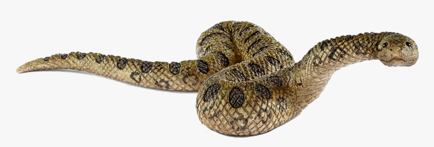 Anaconda Png Background Images - Schleich Anaconda, Transparent Png, Free Download