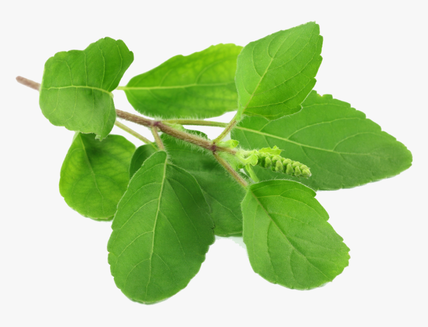 Holy Basil Png File - Tulasi Leaf, Transparent Png, Free Download