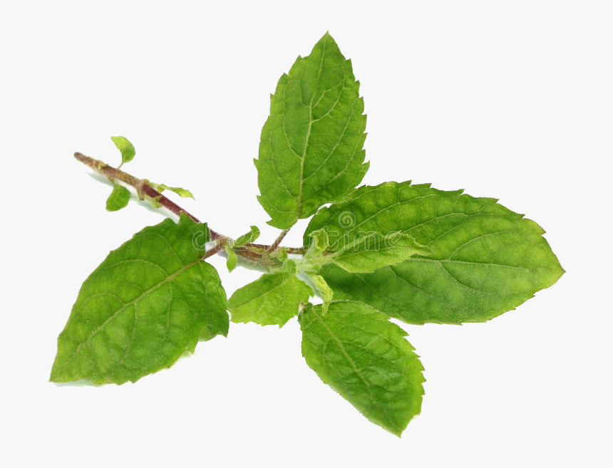 Holy Basil Free Png - Holy Basil Leaf, Transparent Png, Free Download