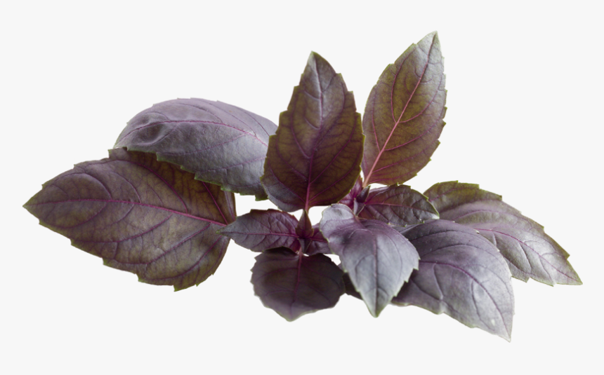 Red Basil Plant Png , Png Download - Beech, Transparent Png, Free Download