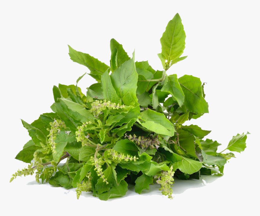 Holy Basil Photo Background - Tulsi Leaves Isolated, HD Png Download, Free Download