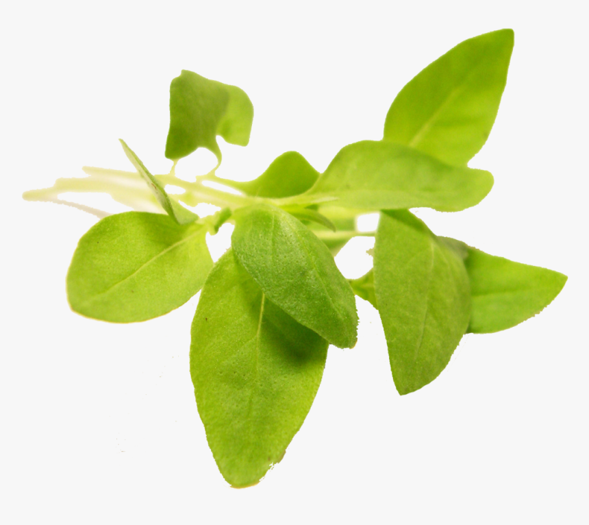 Micro Thai Basil - Houseplant, HD Png Download, Free Download