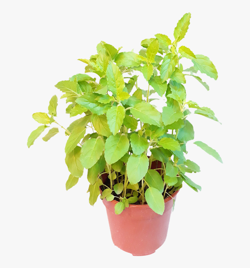 Flowerpot, HD Png Download, Free Download