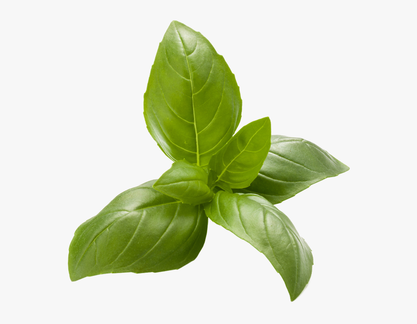 Basil , Png Download - Foglia Di Basilico Png, Transparent Png, Free Download