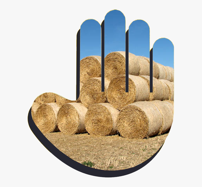 Wood, HD Png Download, Free Download