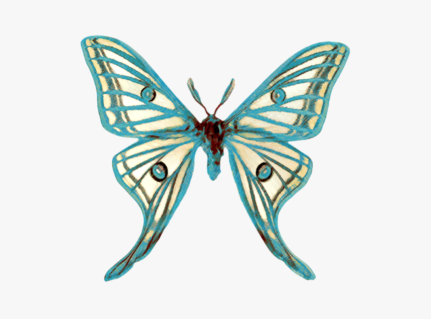Papillon Clipart Butterfly - Spanish Moon Moth, HD Png Download, Free Download