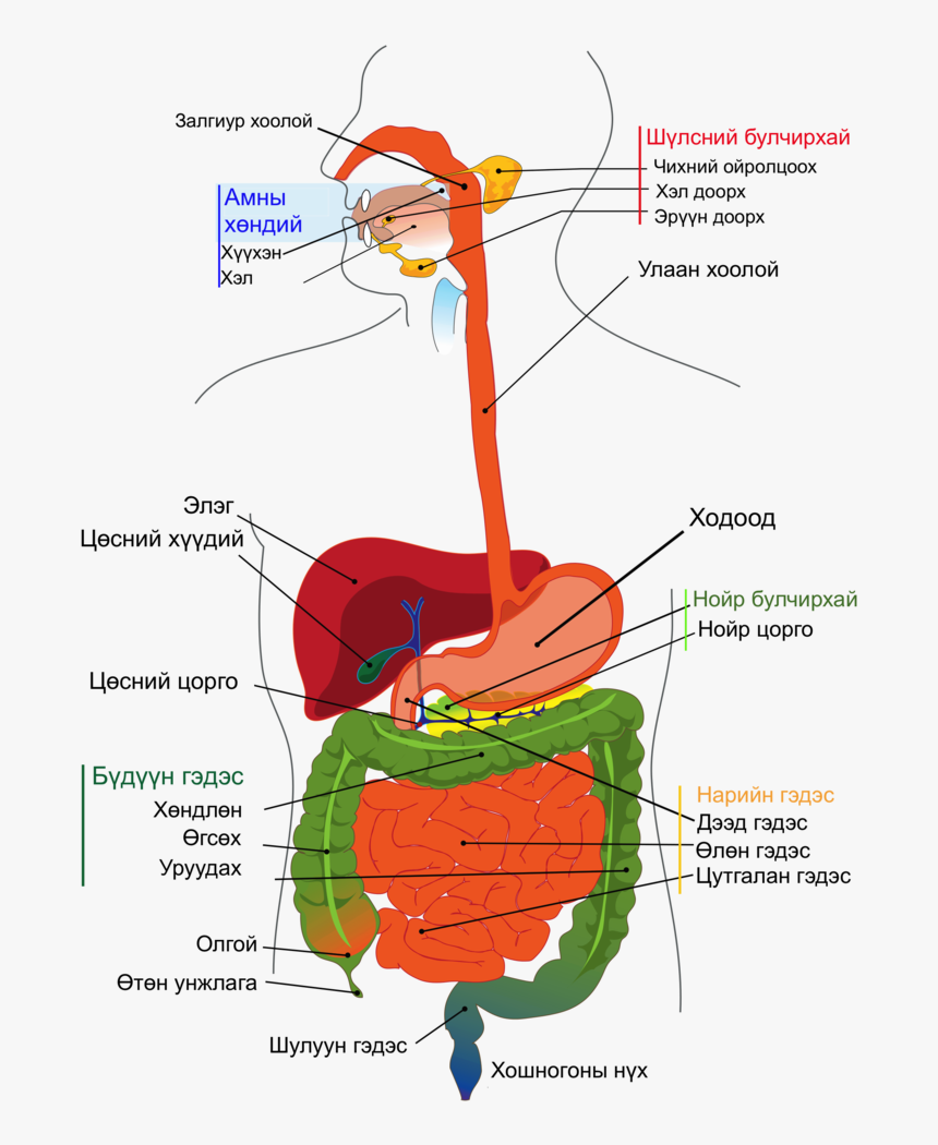 Difference Between Esophagus And Oesophagus, HD Png Download, Free Download