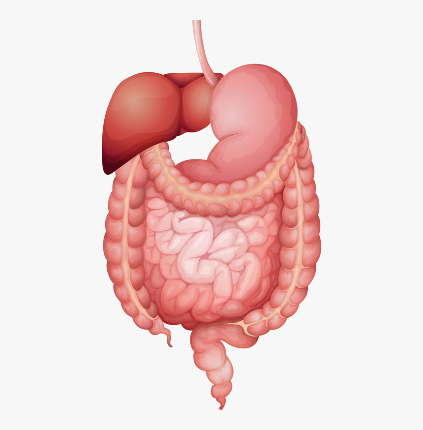 Isoflavone Metabolism, HD Png Download, Free Download