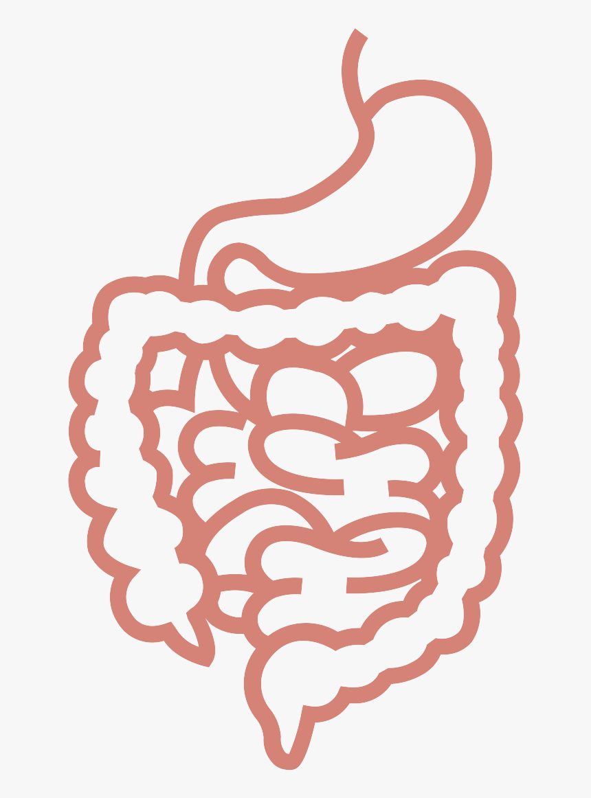 digestive system clipart