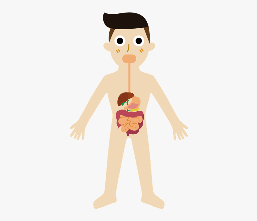 Digestive System Cartoon Png, Transparent Png, Free Download