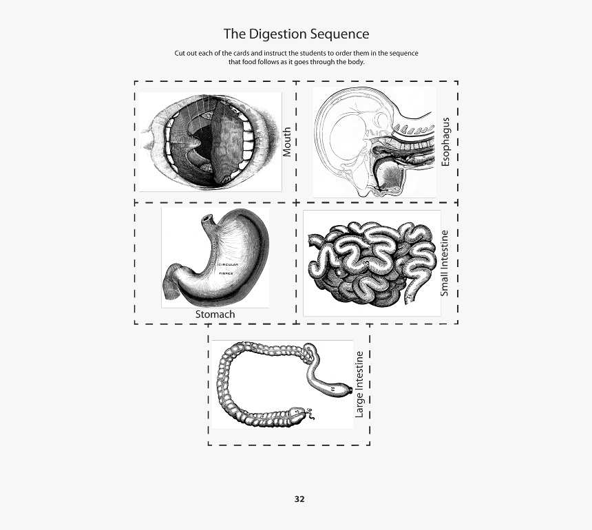 Digestive System Mouth Black And White, HD Png Download, Free Download