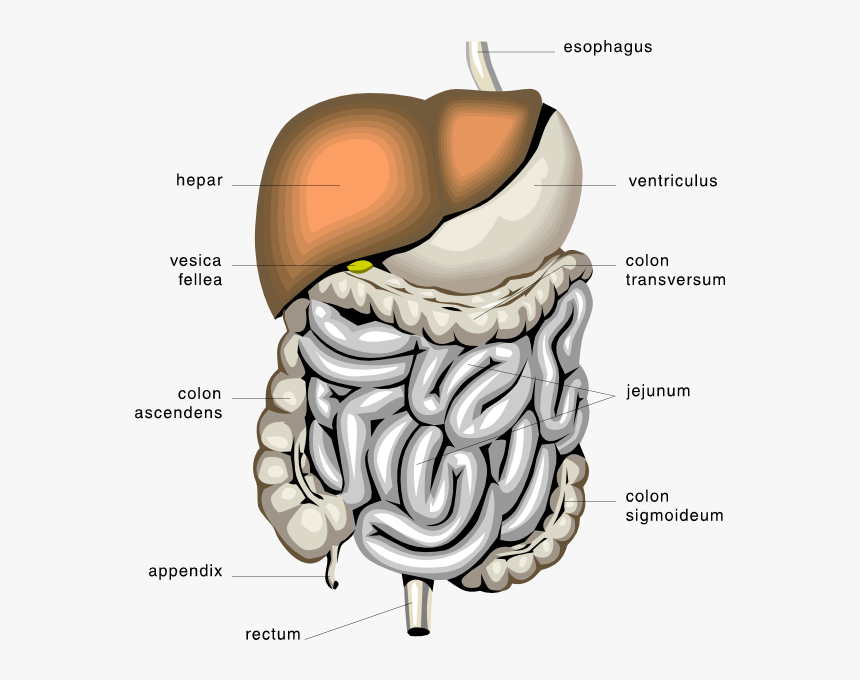 Transparent Digestive System Clipart - Panda Digestive System, HD Png Download, Free Download