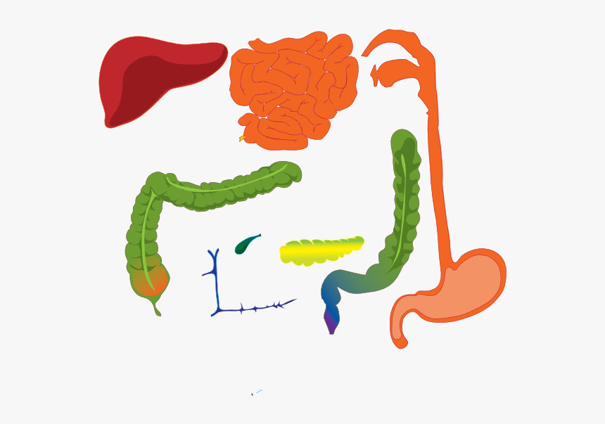 Clip Art Digestive System, HD Png Download, Free Download